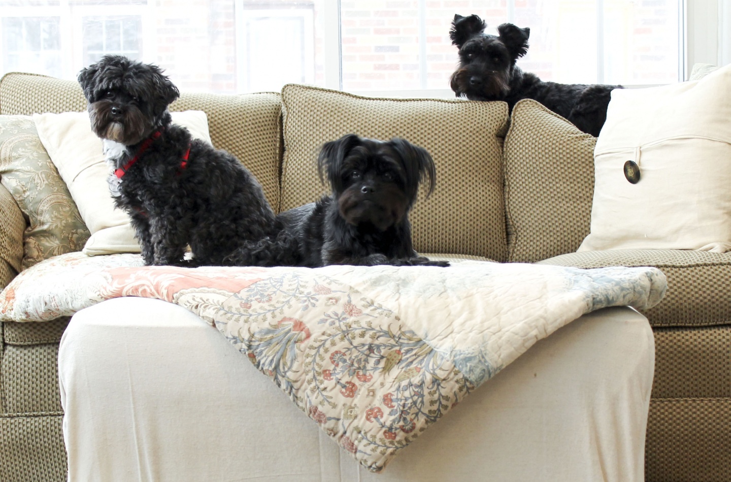 5 PetFriendly Furniture Pieces