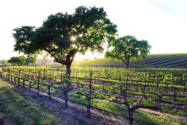 Vineyards And Wine Country Estates