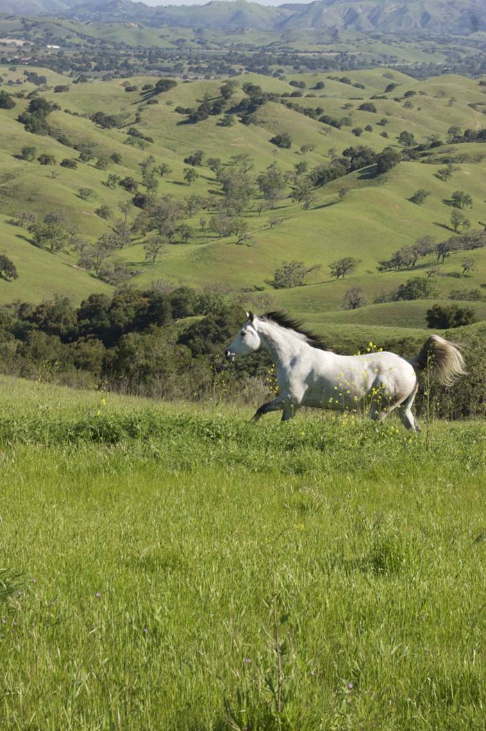 Twin Oak Ranch (20) Haute Residence by Haute Living