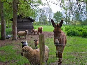 Catherine Deneuve Chateau Animals