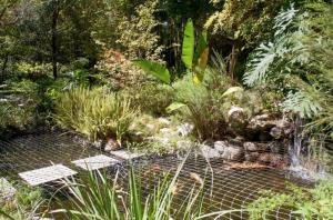 Waterfall cascades into Koi pond.