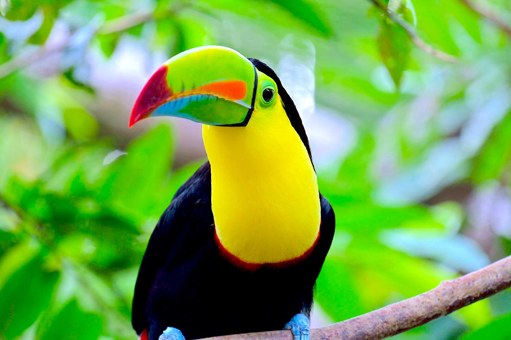 Blue Zone Realty Internationa toucan